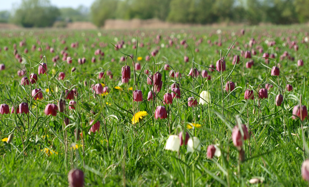 North Meadow